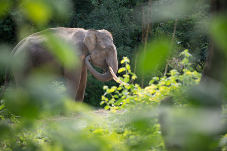 在森林里的大象