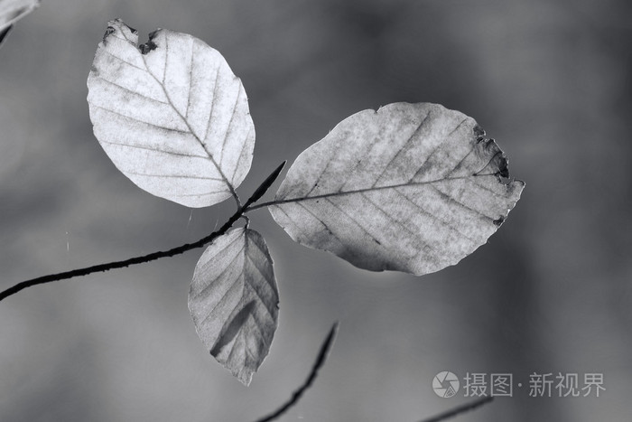 在森林中，黑色和白色的叶子