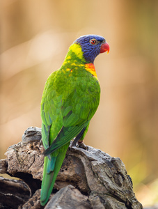 彩虹澳洲鹦鹉的肖像