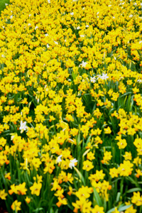 在伦敦黄花场性质和春天