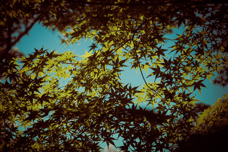 阳光与绿色枫叶的背景在经典的样式