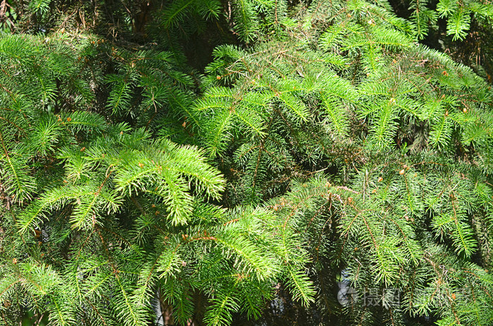 枞树的绿枝关闭