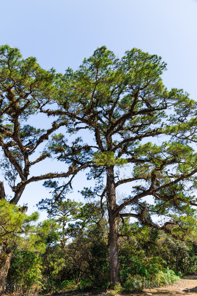 绿色的杉树