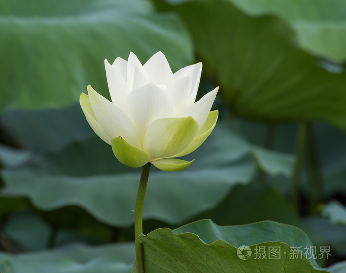 白莲花照片 正版商用图片1jzzr5 摄图新视界
