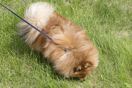 在绿色草地上漂亮的小狗