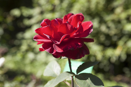 美丽的红玫瑰在花坛上
