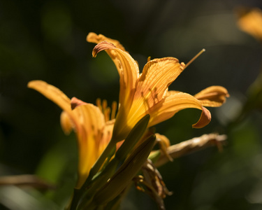 百合花园