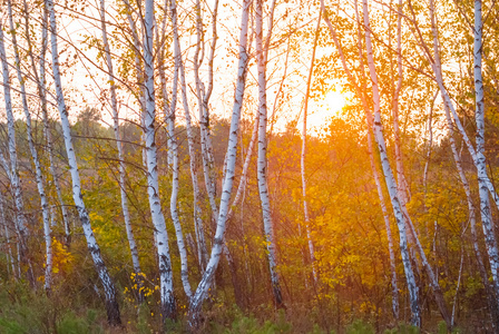 秋天的白桦林，日落时