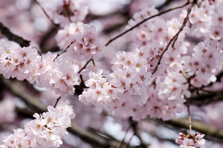 樱花花或樱桃