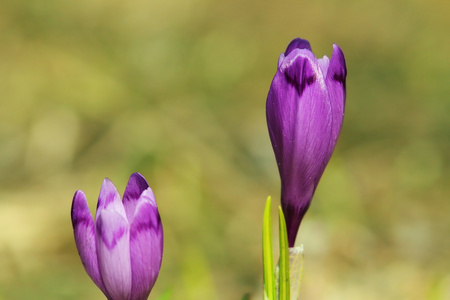 野生紫泉 crocusses