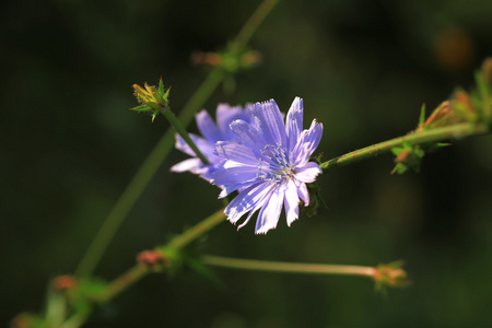 野生菊苣花图片