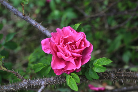 玫瑰果刺布什和穗状花序夏天的花园里
