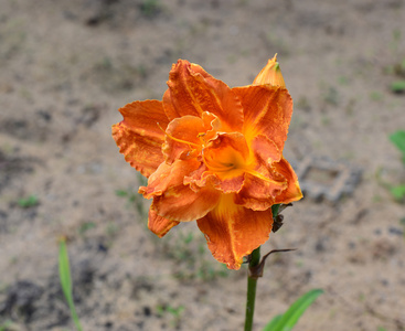 在花园里的美丽橙色百合花