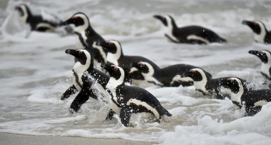 非洲企鹅在大海里游泳