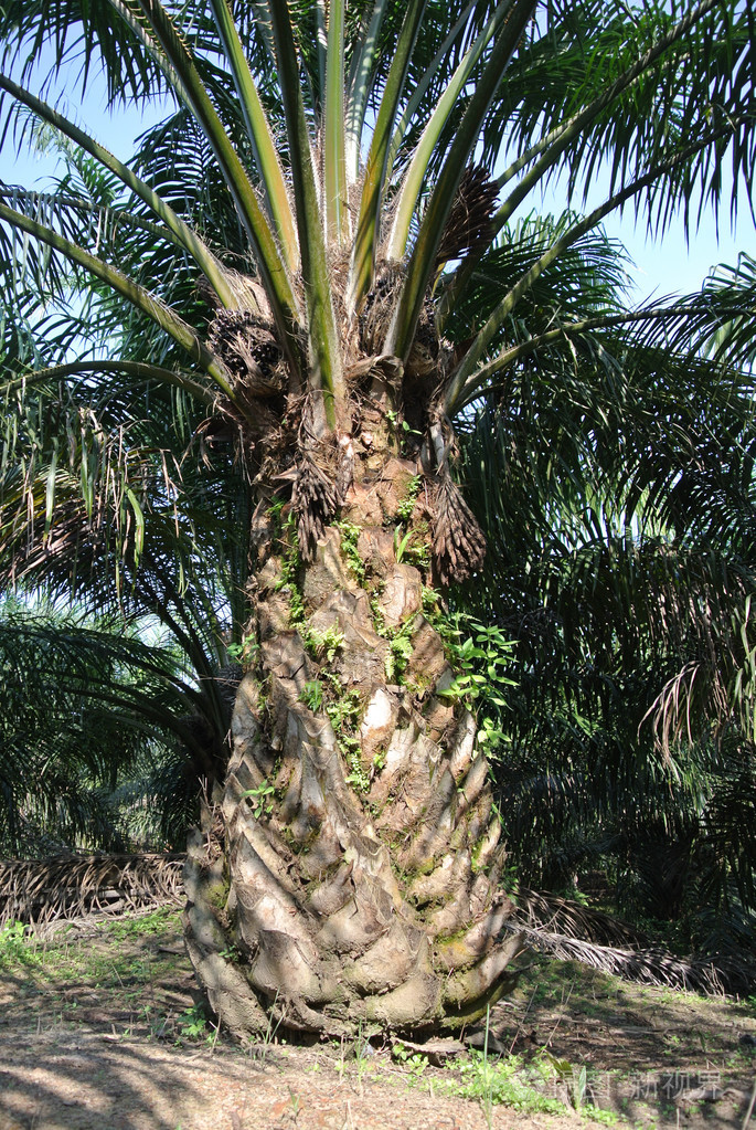 特写视图油棕果串油棕榈树上