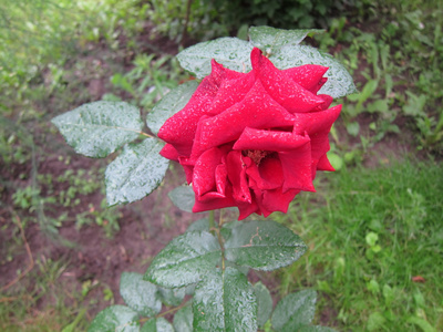 鲜花红玫瑰