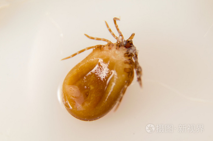 白色背景蜱虫