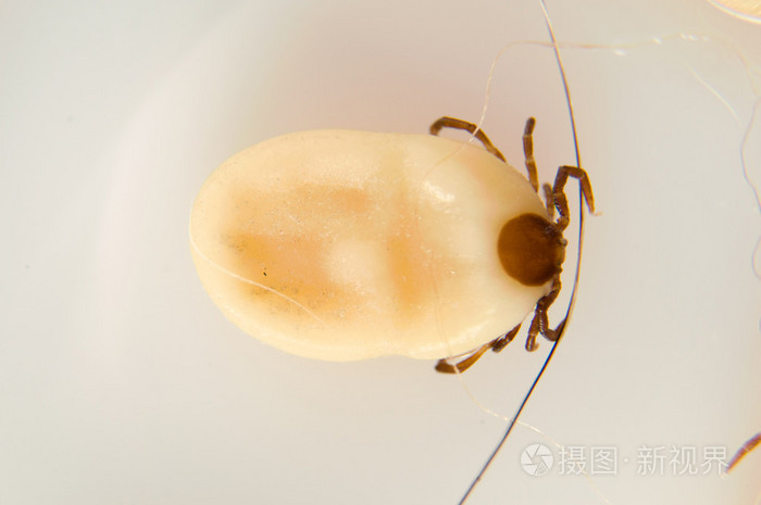 白色背景蜱虫
