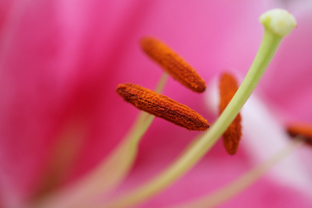 粉红色百合花的特写