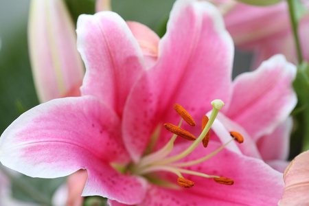 粉红色百合花的特写