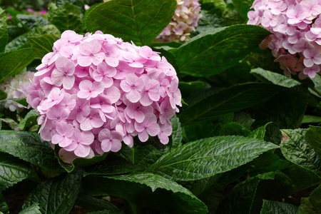 绣球花在花园里