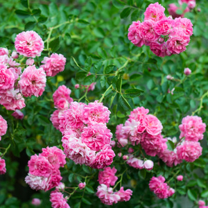 野玫瑰的花束