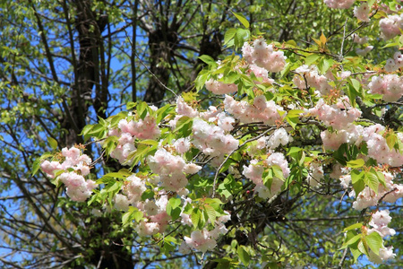 吉野樱花开花