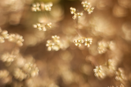 背景和设计抽象花草