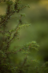 背景和设计抽象花草