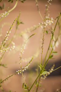 背景和设计抽象花草