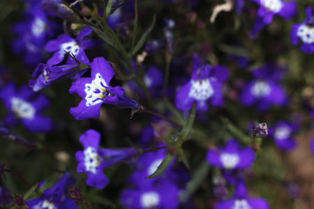 背景和设计抽象花草