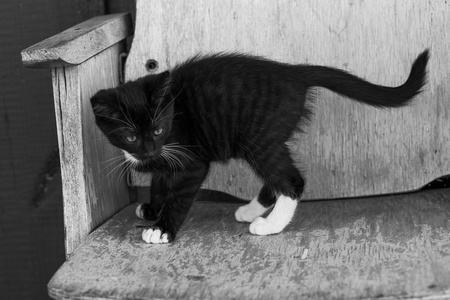 全身黑色四脚白色的猫图片
