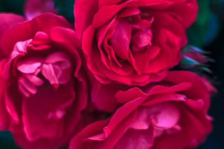 红玫瑰花蕾