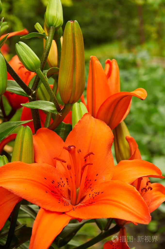 明亮的橙色百合花