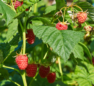 红树莓的叶子图片