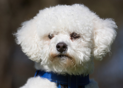 在户外的比熊犬狗