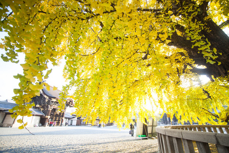 西本愿寺寺在京都秋天的季节