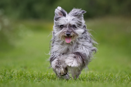 在户外的牛牧羊犬