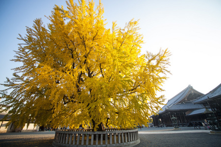 西本愿寺寺在京都秋天的季节