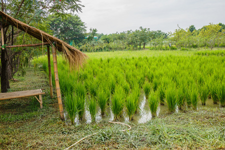 在泰国的稻田