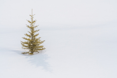 雪中的孤树