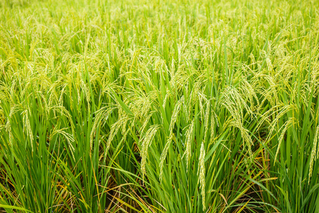 在泰国的稻田