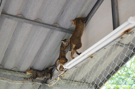 猫爬上屋顶
