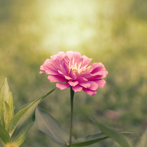 百日草 violacea 上模糊背景纹理与日落颜色吨