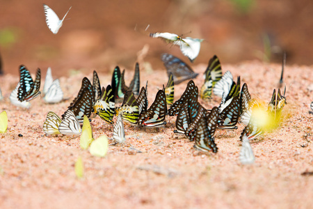 一群蝴蝶在沙子上吃矿物