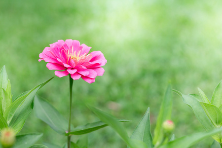 上的侧视图粉红色百日草 violacea 模糊背景纹理