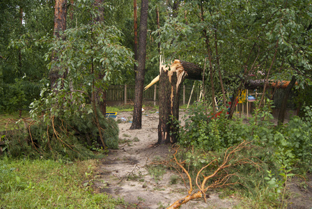 飓风过后的树木