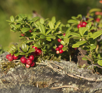 树桩上的浆果红莓