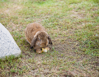 兔子在草地上花园