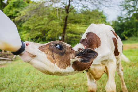 牛奶喂婴儿牛在牧场图片